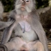 monkey_macaque_balinese_mf_ubud_v_0248_bal0249.jpg
